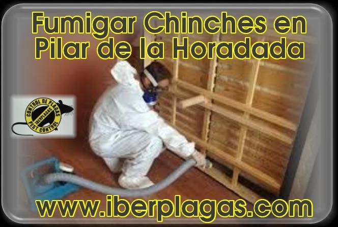 Fumigar chinches en Pilar de la Horadada