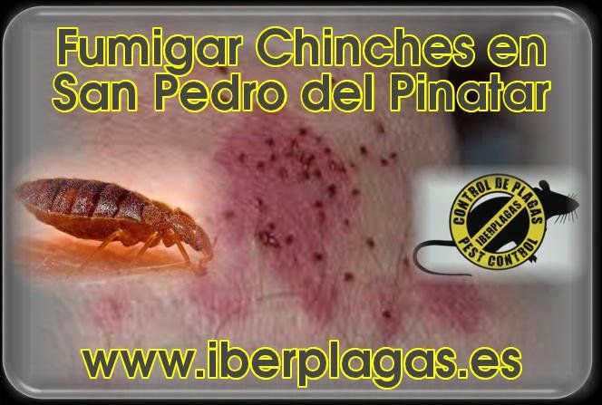 Fumigar chinches en San Pedro del Pinatar