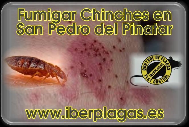 Eliminar chinches en San Pedro del Pinatar
