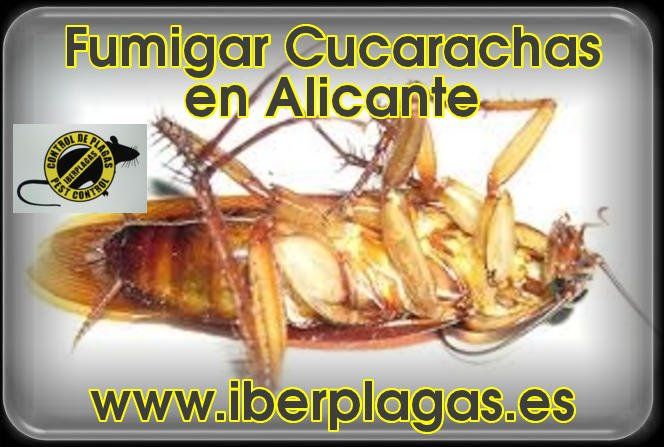Fumigar cucarachas en Alicante