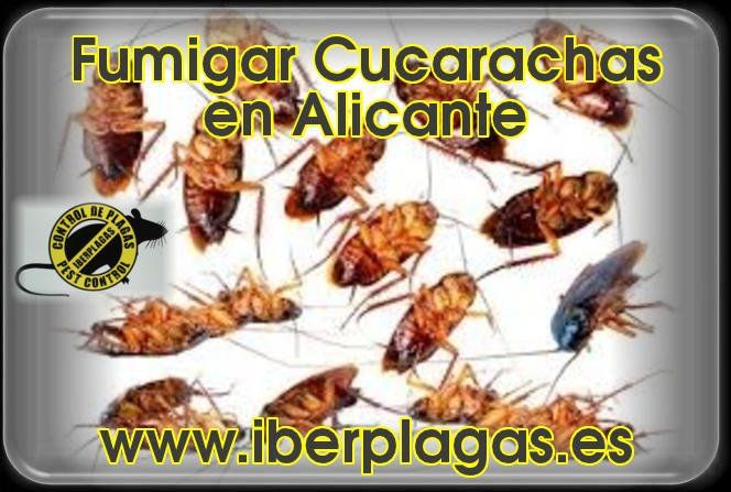 Fumigar cucarachas en Alicante