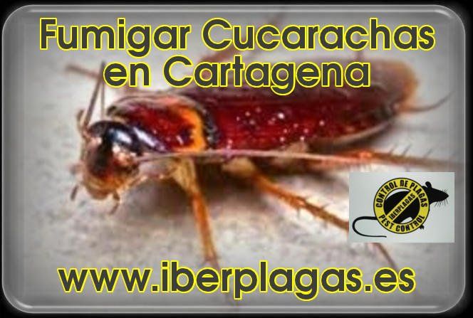 Fumigar cucarachas en Cartagena