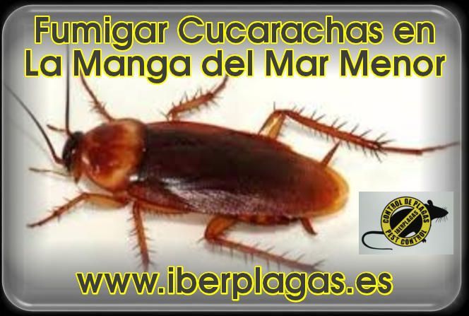 Fumigar y eliminar cucarachas en La Manga del Mar Menor