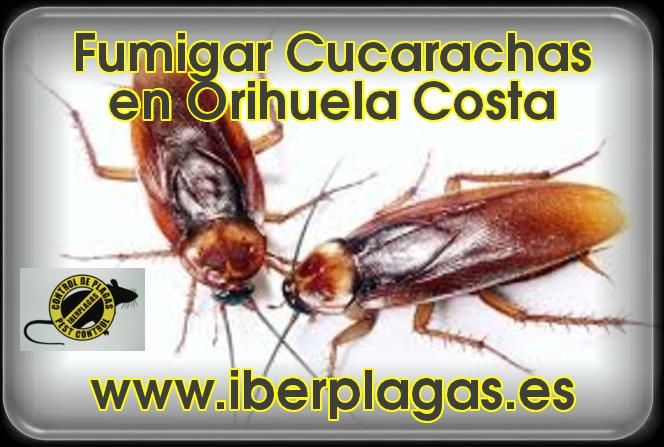 Eliminar cucarachas en Orihuela Costa