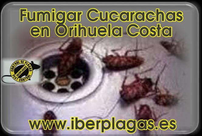 Fumigar cucarachas en Orihuela Costa