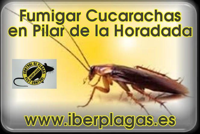 Fumigar cucarachas en Pilar de la Horadada