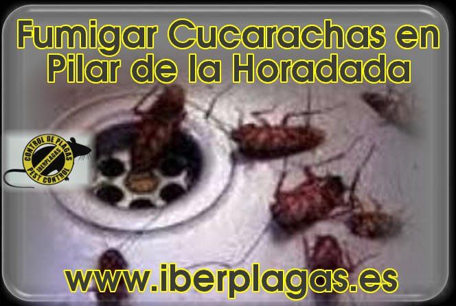 Fumigar cucarachas en Pilar de la Horadada