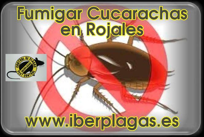 Fumigar cucarachas en Rojales