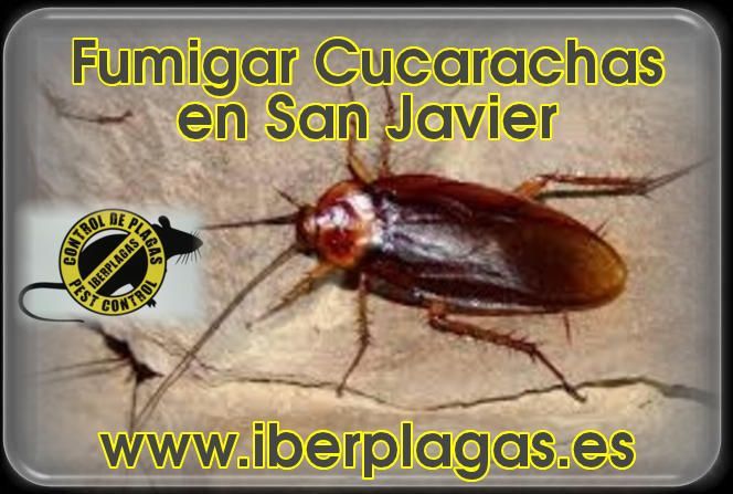 Eliminar cucarachas en San Javier
