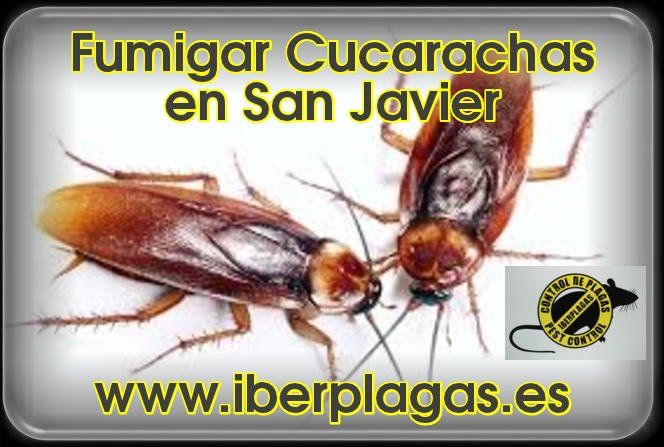 Fumigar cucarachas en San Javier