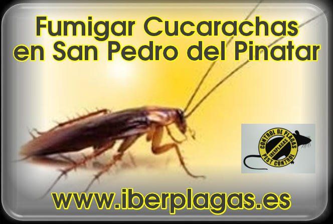 Fumigar cucarachas en San Pedro del Pinatar