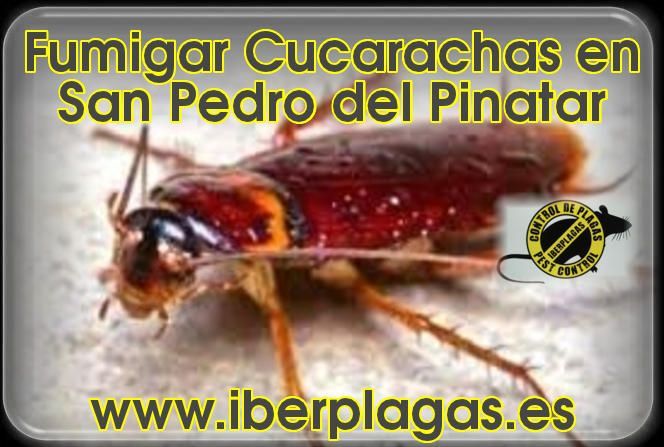 Eliminar cucarachas en San Pedro del Pinatar