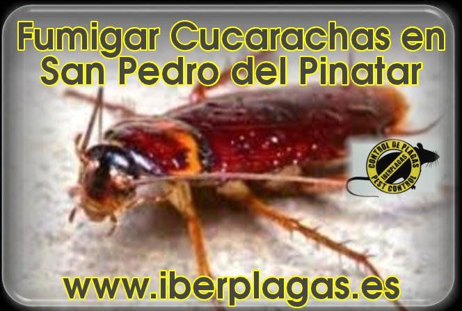 Fumigar cucarachas en San Pedro del Pinatar
