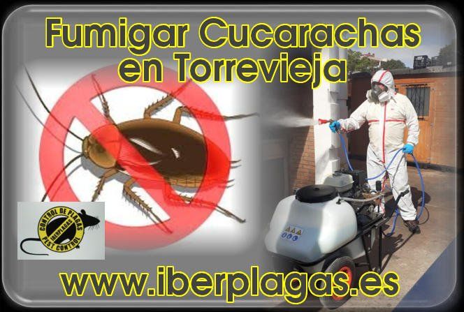 Fumigar cucarachas en Torrevieja