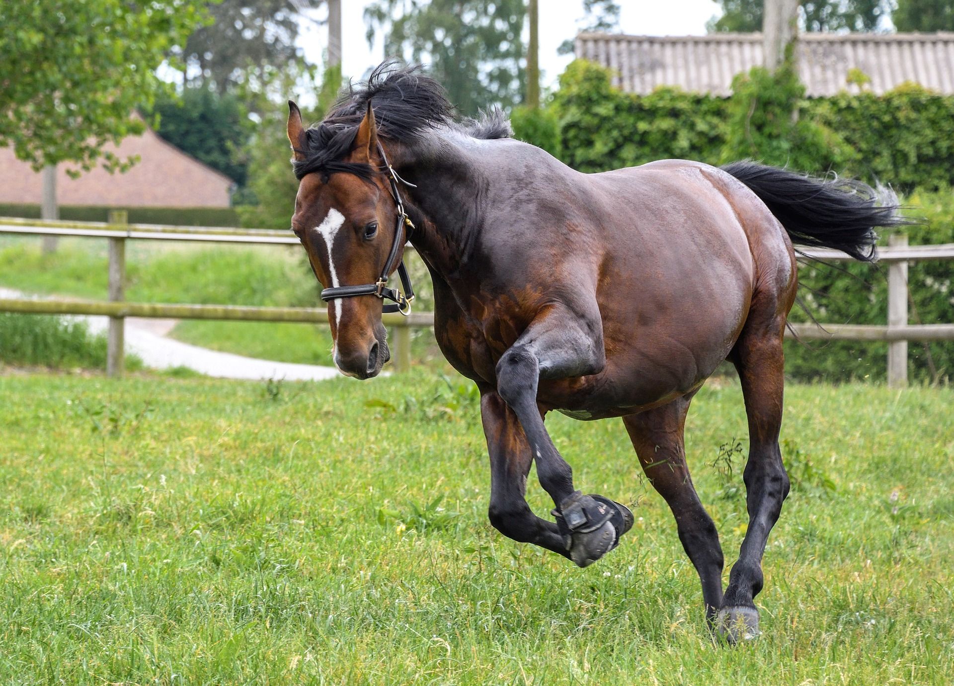Equestrian Services