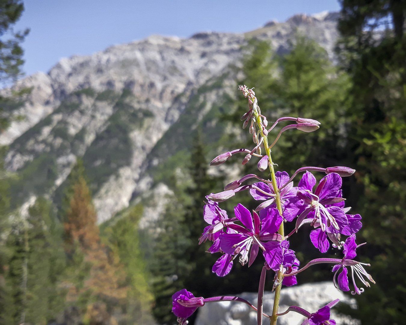 Le Parc Naturel du Queyras dans les Alpes