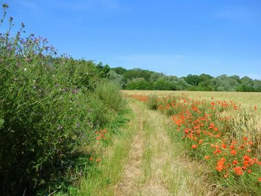 photo-sentier-randonnée