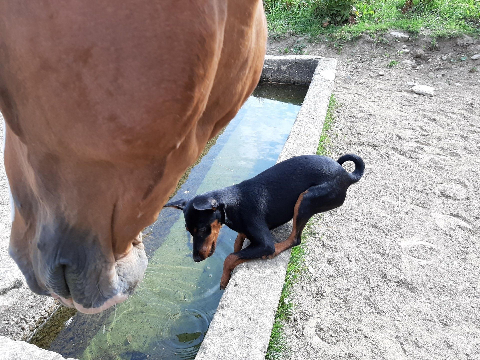 Mini pes a maxi kůň mini-pes-a-maxi-kun-blog-pro-konare