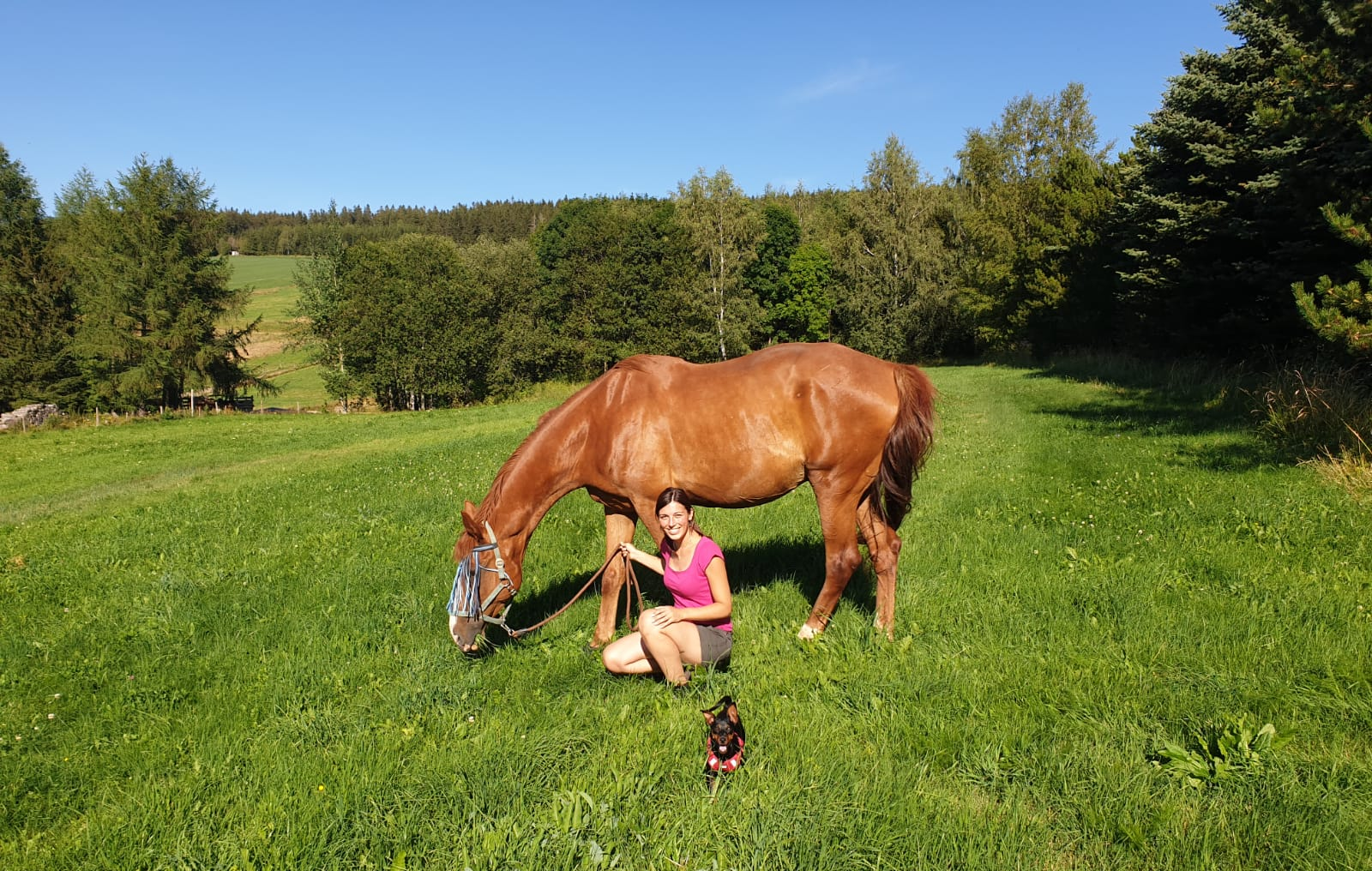 Pes a kůň - Seznámení pes-a-kun-seznameni-blog-pro-konare