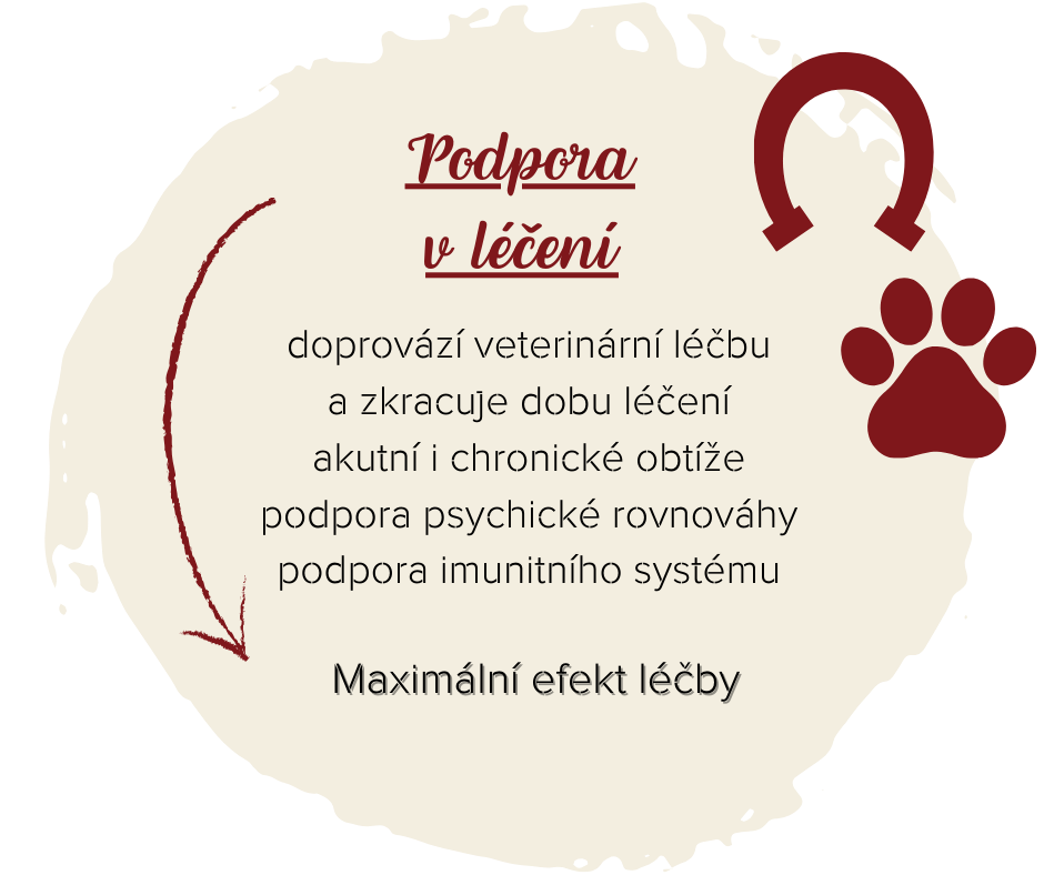 fantasy-horse-milena-hrabak-holisticka-terapie-zvirat-podpora-v-leceni-kraniosakralni-terapie