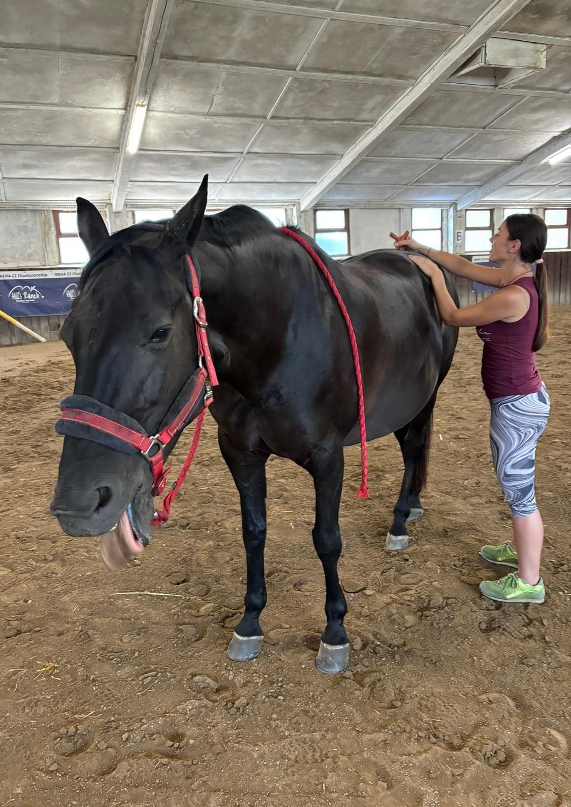 holisticka-terapie-pro-kone-milena-hrabak-fantasy-horse-akupresura