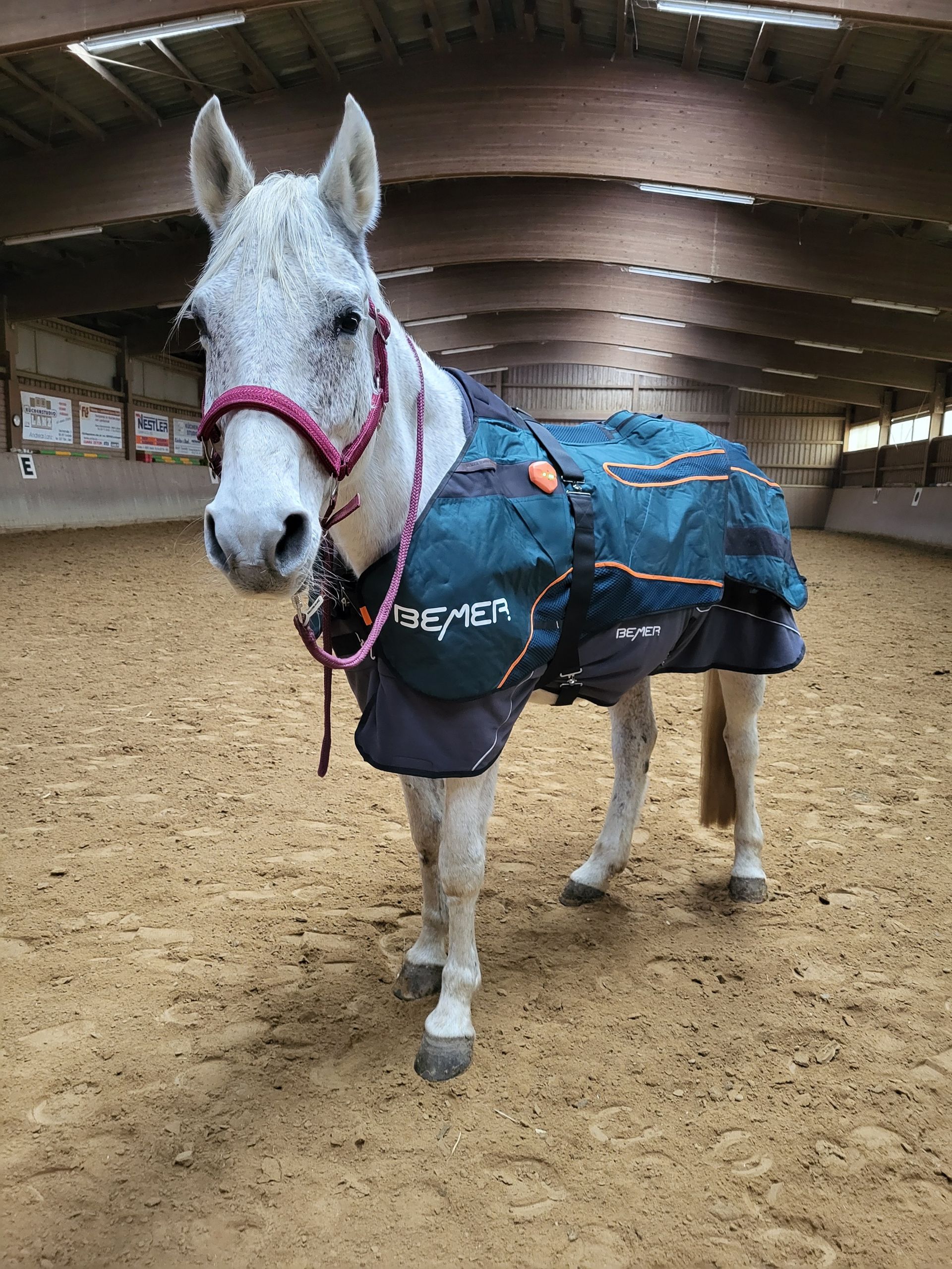 magneticka-terapie-pro-kone-milena-hrabak-fantasy-horse-bemer-deka