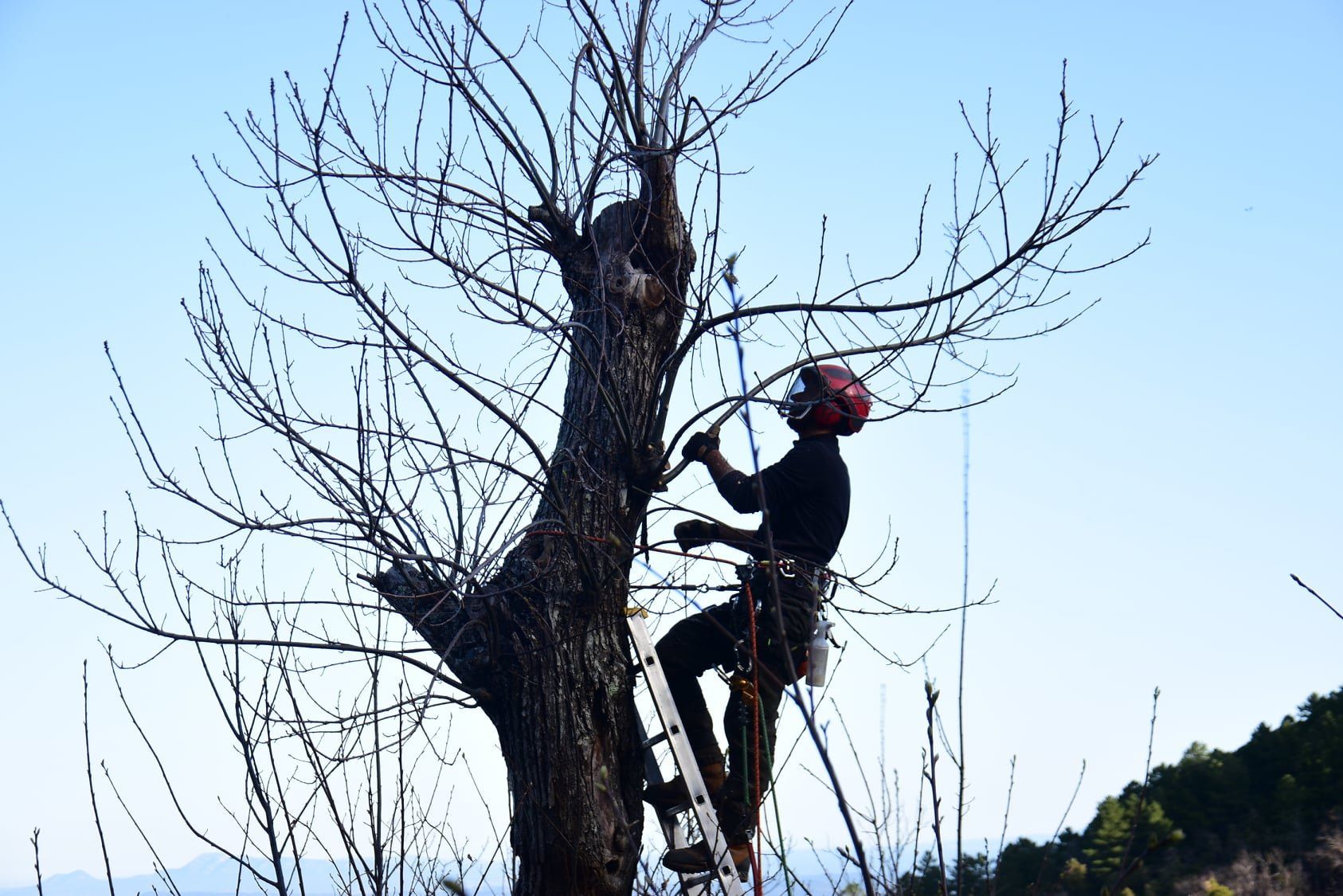 entreprise elagueur grimpeur boulogne-sur-mer
