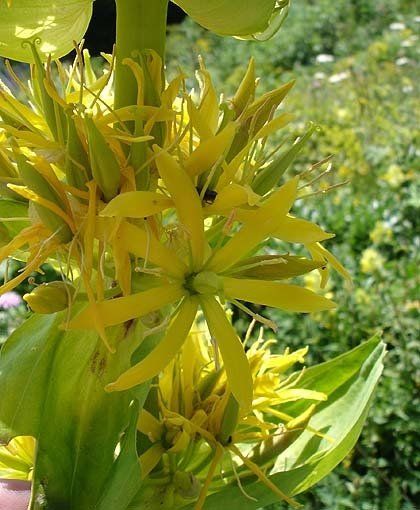 nature,faune, flore, parc des baronnies, praboyer