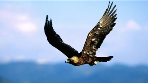 Vautour en Baronnies