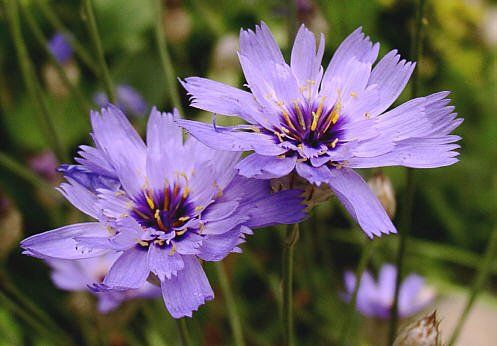 nature,faune, flore, parc des baronnies, praboyer