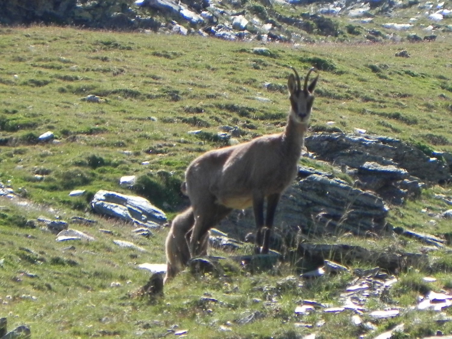 nature,faune, flore, parc des baronnies, praboyer