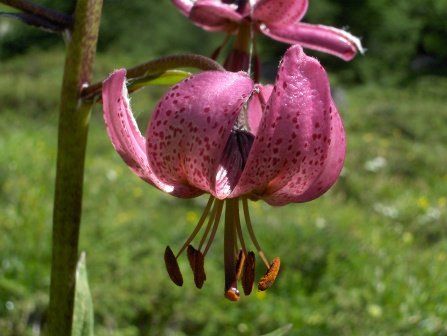 nature,faune, flore, parc des baronnies, praboyer