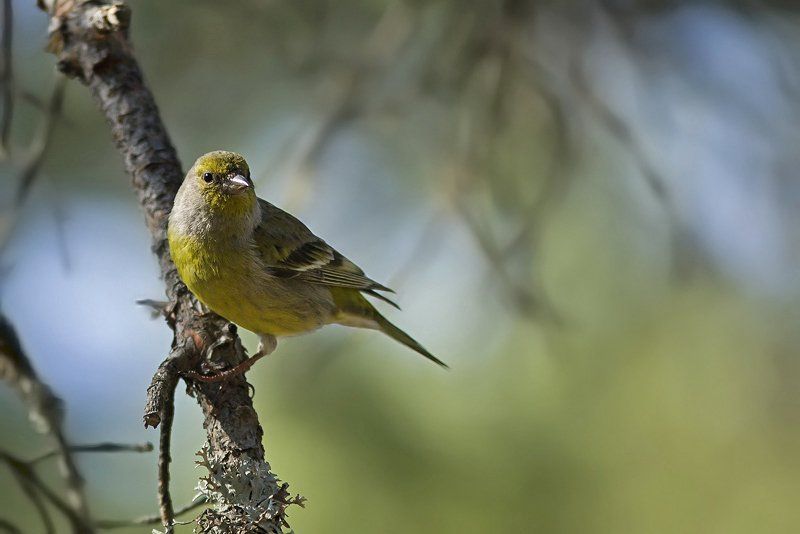 nature,faune, flore, parc des baronnies, praboyer