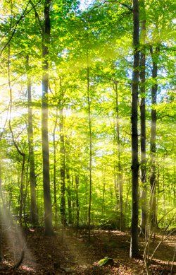 Systemische Einzetherapie oder Beratung Karlsruhe
