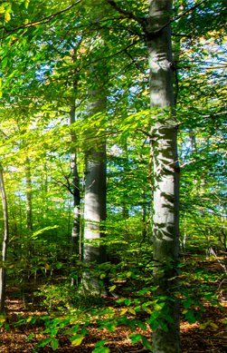 Hypnoseanwendungen Dr.Pföhler Karlsruhe