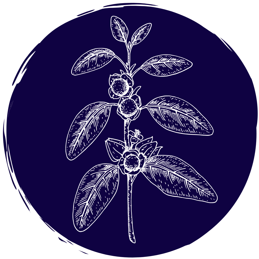 Ashwaghanda Ashwaghanda