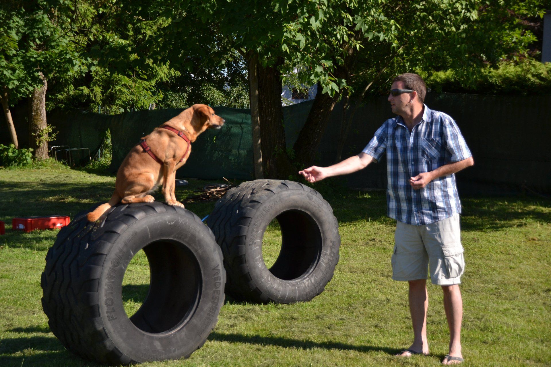 Hund sitzt als Übung auf einem aufgestelltem großen Traktorreifen sein Herrchen steht ihm gegenüber mit ausgestreckter Hand