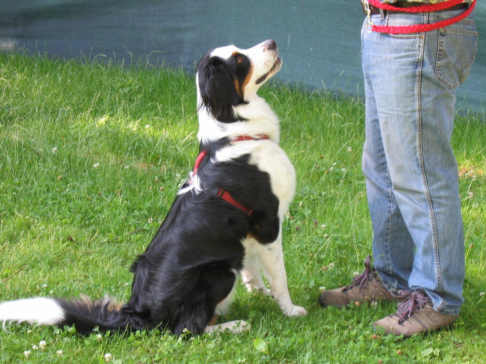 Junghundetraining: Orientierung und Gehorsam in der „Pubertätsphase“