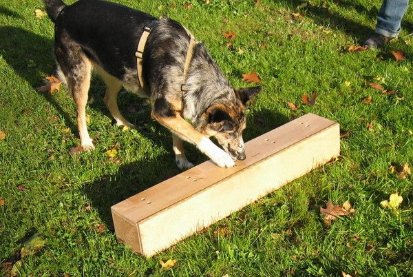 Anti-Giftköder-Training – Mehr Sicherheit im Alltag