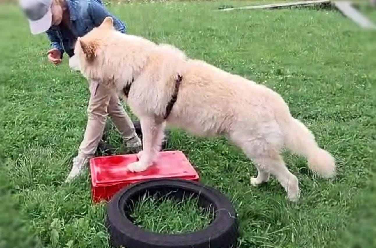 Cremefarbener großer Hund steht mit den Vorderpfoten auf einer roten Kiste daneben ein Reifen, auf der anderen Seite sein Mensch