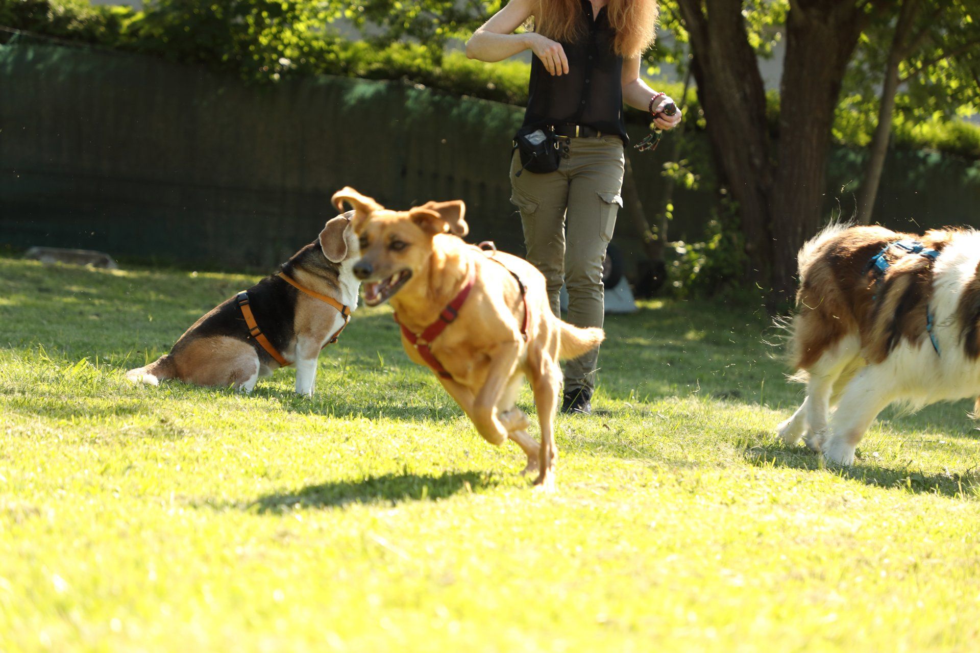 Drei Hunde auf dem Rasen in Aktion dahinter ein Hundtrainerin mit Leckerlibeutel