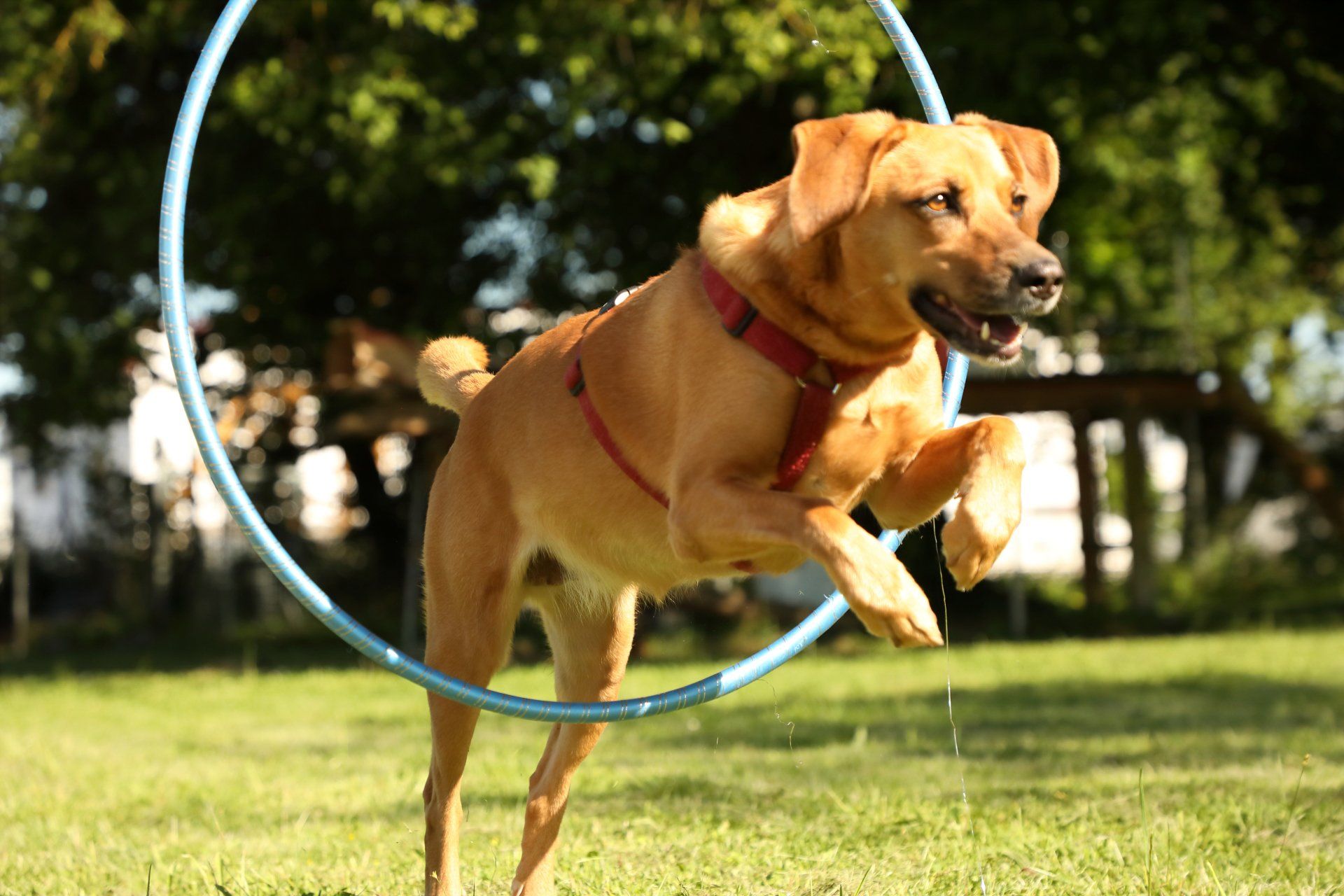 Hund Gina springt mit den Vorderpfoten voran durch einen blauen Reifen