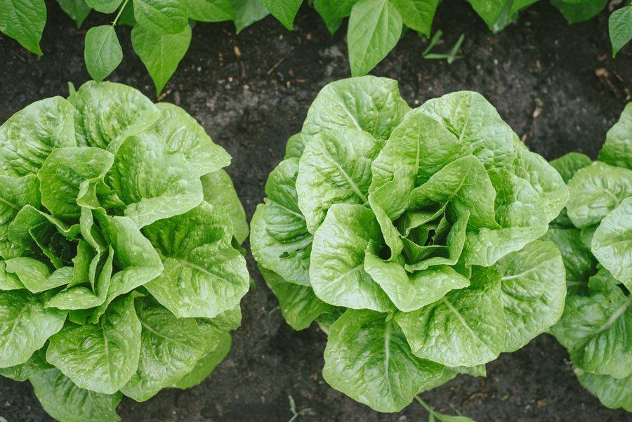 Salatkopf in Hochbeet steckend