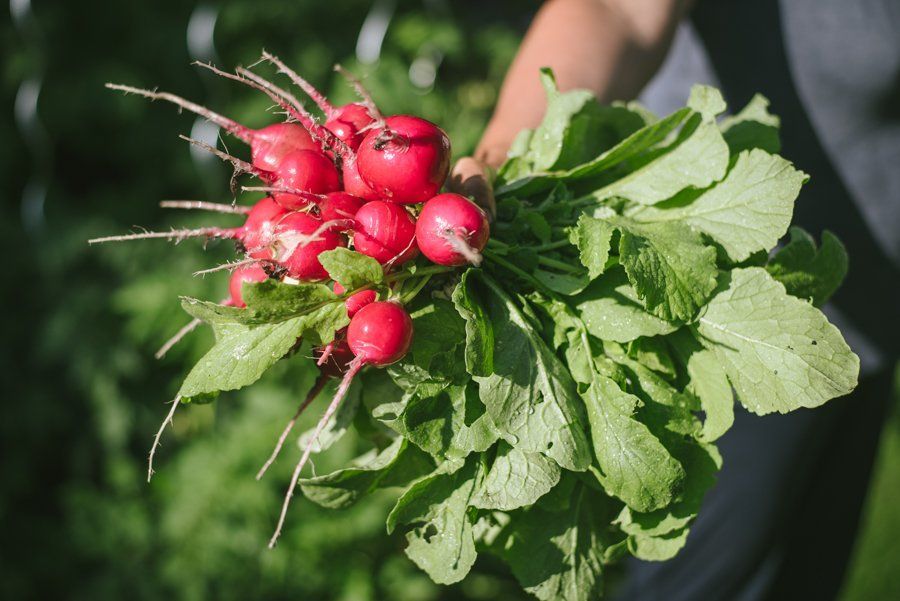 Ein Bund Radieschen.