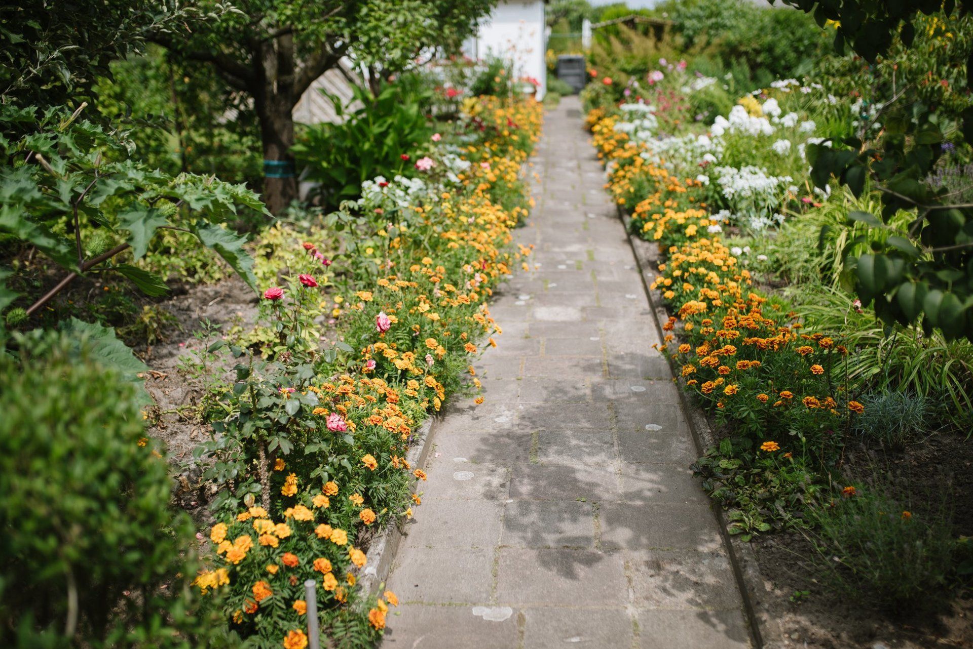 Weg von einer Kleingartenparzelle (rechteckige Pflastersteine), links und rechts blühen gelbe Blumen, daneben sind weiter Pflanzen, grünes Gras, weiße Blüten zu sehen