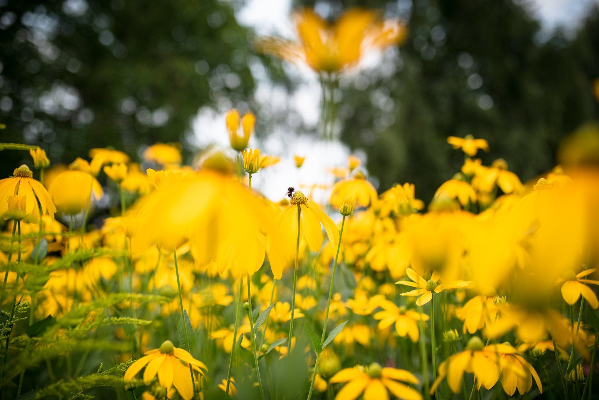 Wiese mit ganz vielen gelben Blumen