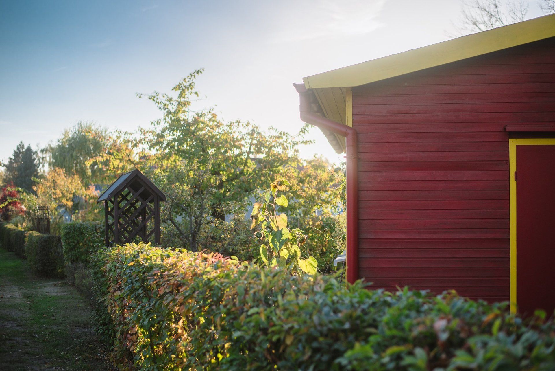 Bild von Weg in Kleingarten. Vorne ist die Hecke (Grün/Rote Blätter zu sehen). Dahinter sieht man im Profil eine rote Laube. Die Hecke wird von einem Rosenbogen unterbrochen. Im Hintergrund steht ein grün blühender Baum.