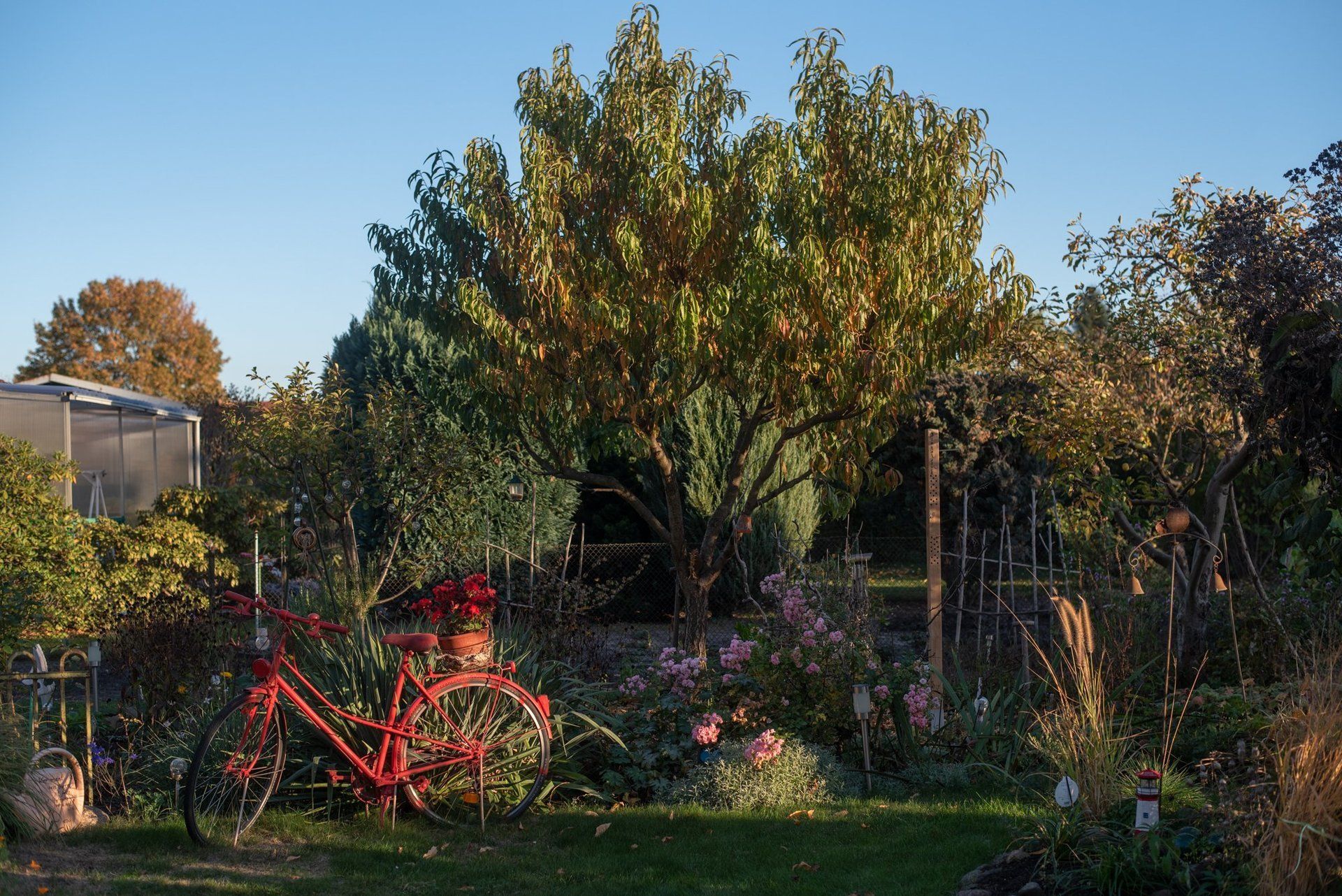 Bildausschnitt garten, es steht in der Mitte im Hintergrund ein Baum, vorne links ein rotes Fahrrad. Auf selber Höhe stehen von Links nach rechts verschiedene Pflanzen.