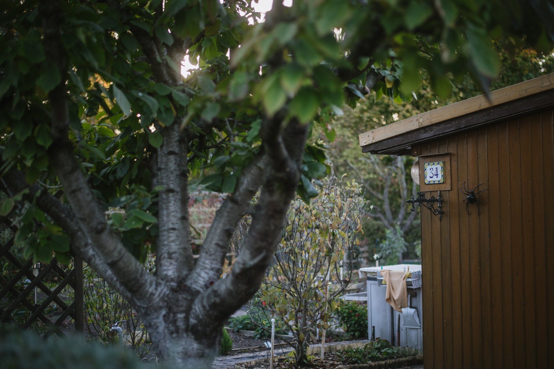 Es ist ein Teil eines Baumes zu sehen (kleines Ende vom Stamm, dann dei Krone mit 5 gespreitzten Ästen wie Fingern und ein paar Blättern. Rechts daneben ist ein kleiner Teil der Seite einer Laube in braun zu sehen.
