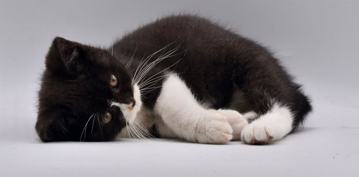 British shorthair